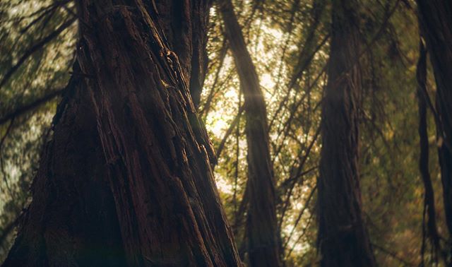 Redwoods and russian lenses