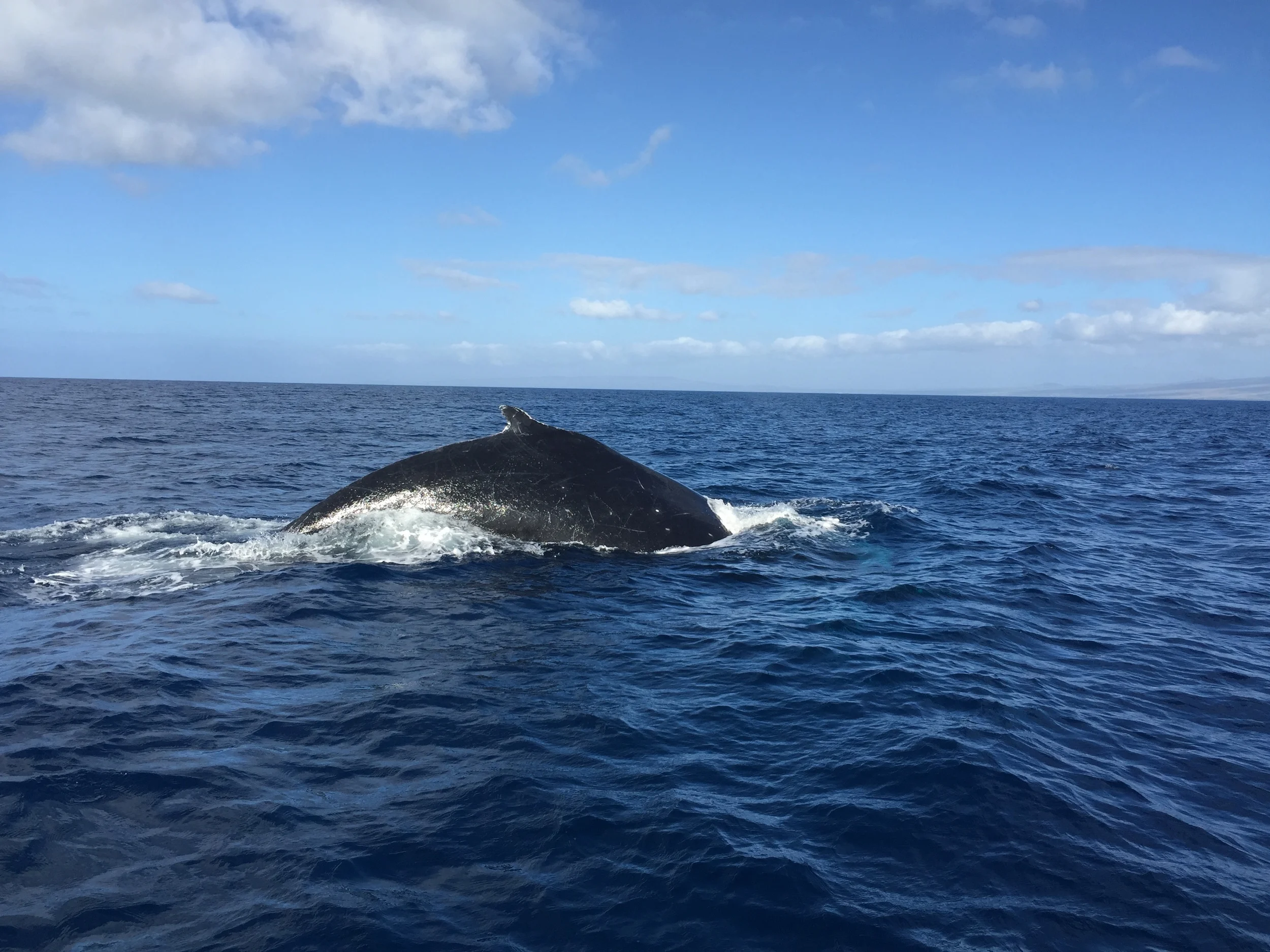 whale2.JPG