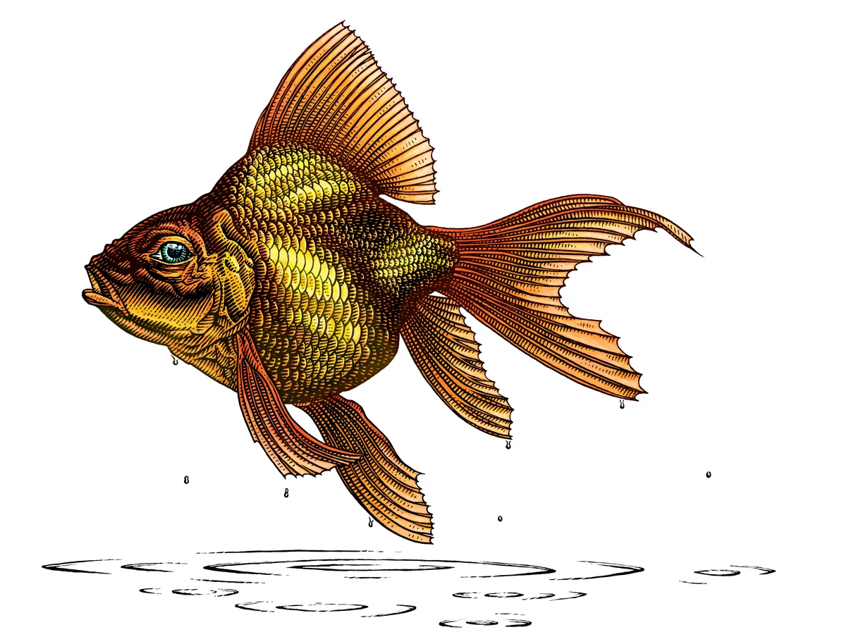 Goldfish White.jpg