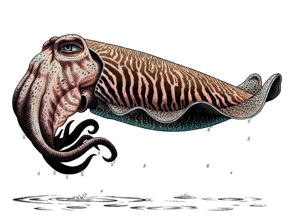 Cuttlefish Color Email.jpg
