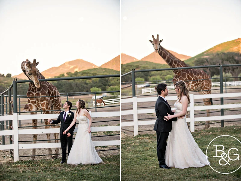 The happy couple with Stanley the Giraffe