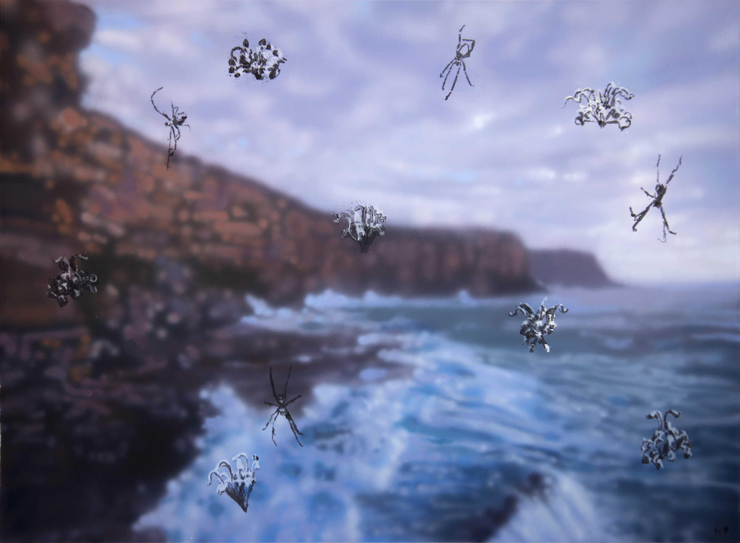 SPIDER FLOWERS, NORTH HEAD