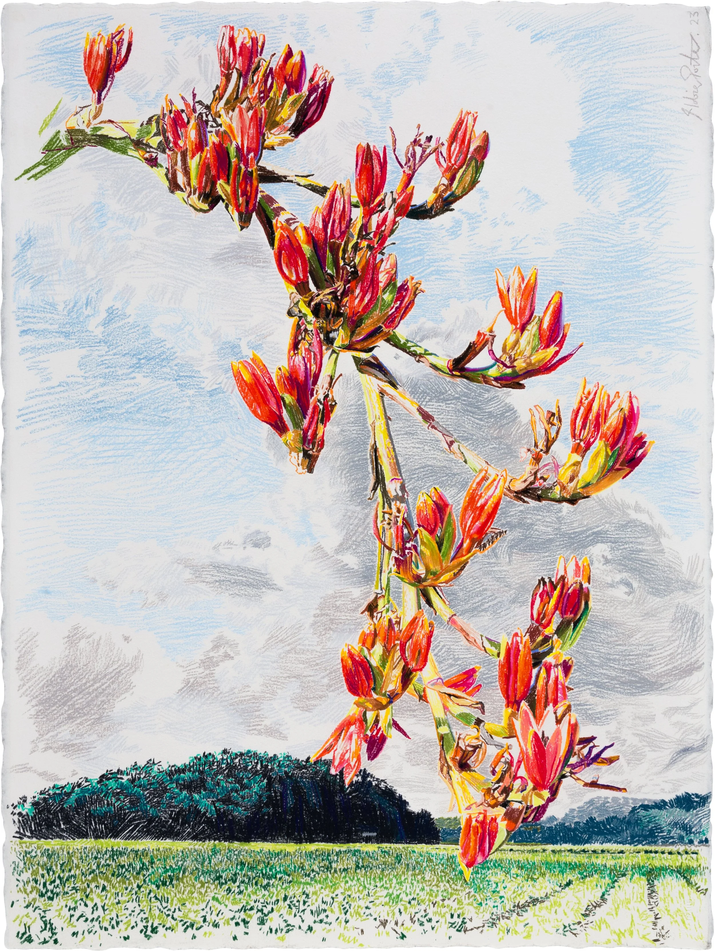INTRODUCED HABITATS FOR NATIVE FLORA I (Doryanthes palmeri)