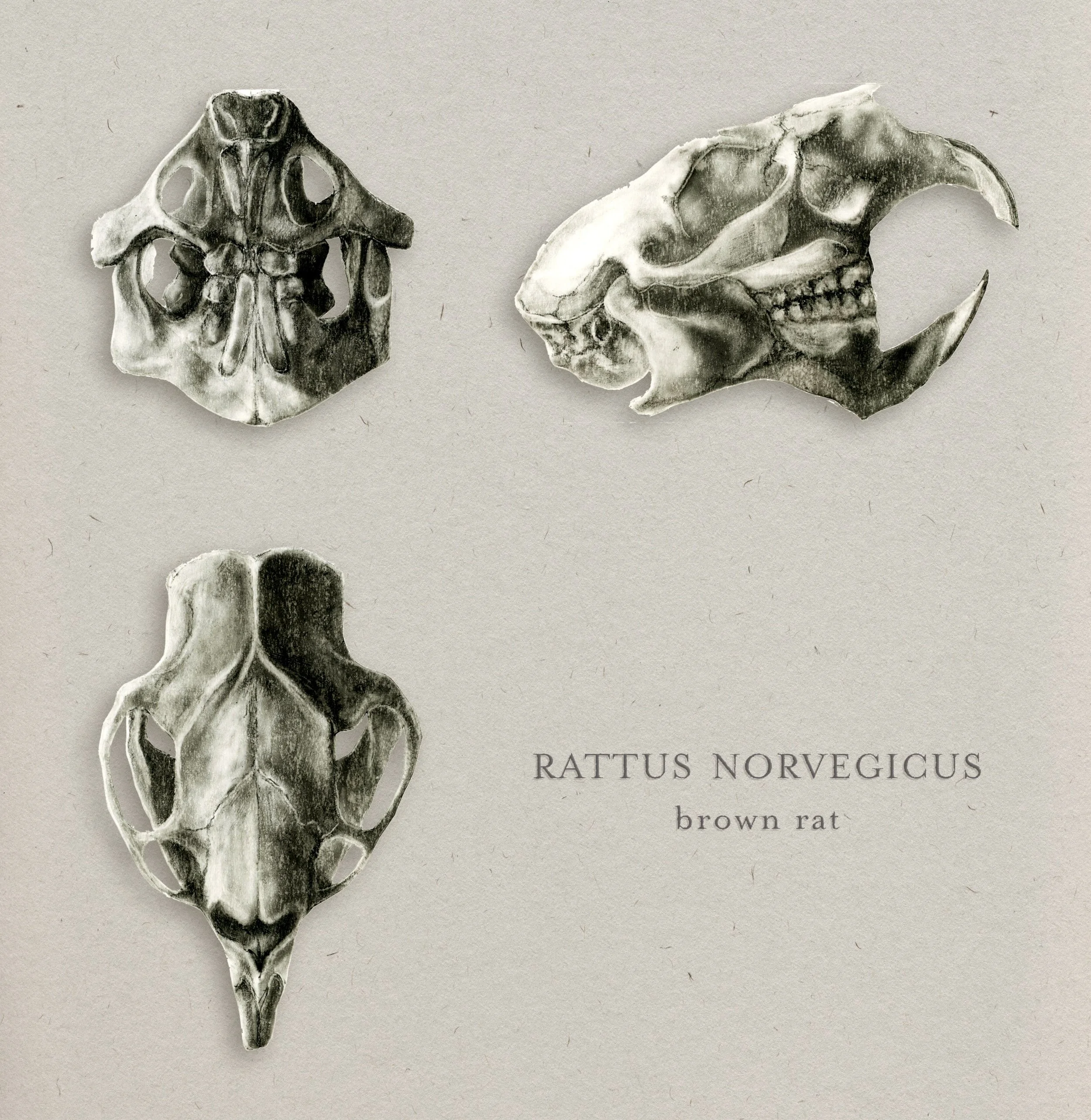 Rat Skull.png
