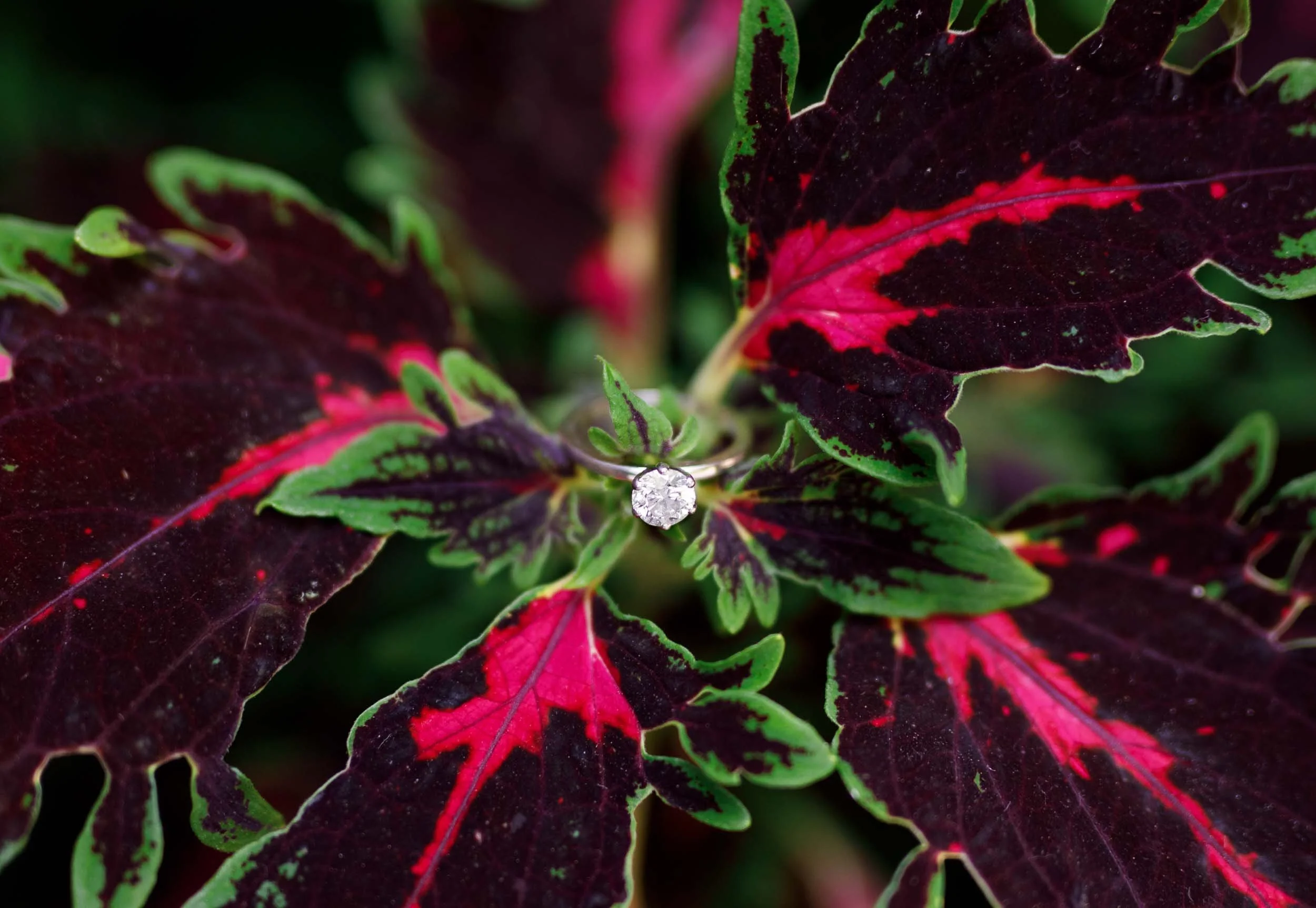 Close-up of engagement ring in colourful leaves photographed at Kortright Centre for Conservation in Woodbridge, Ontario