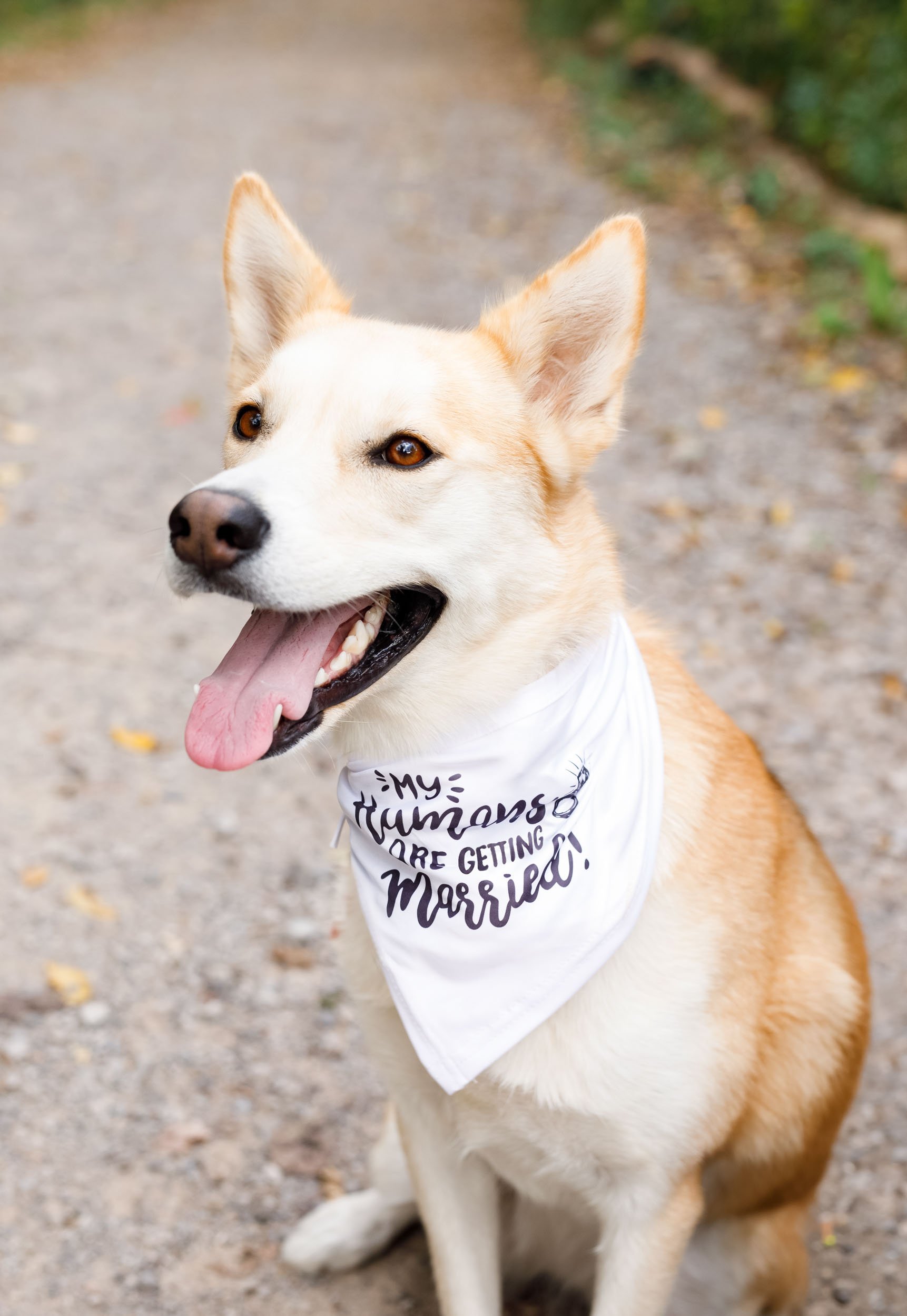 Engagement couple's dog wearing a bandana during a Grindstone Marsh Trail engagement shoot in Burlington, Ontario