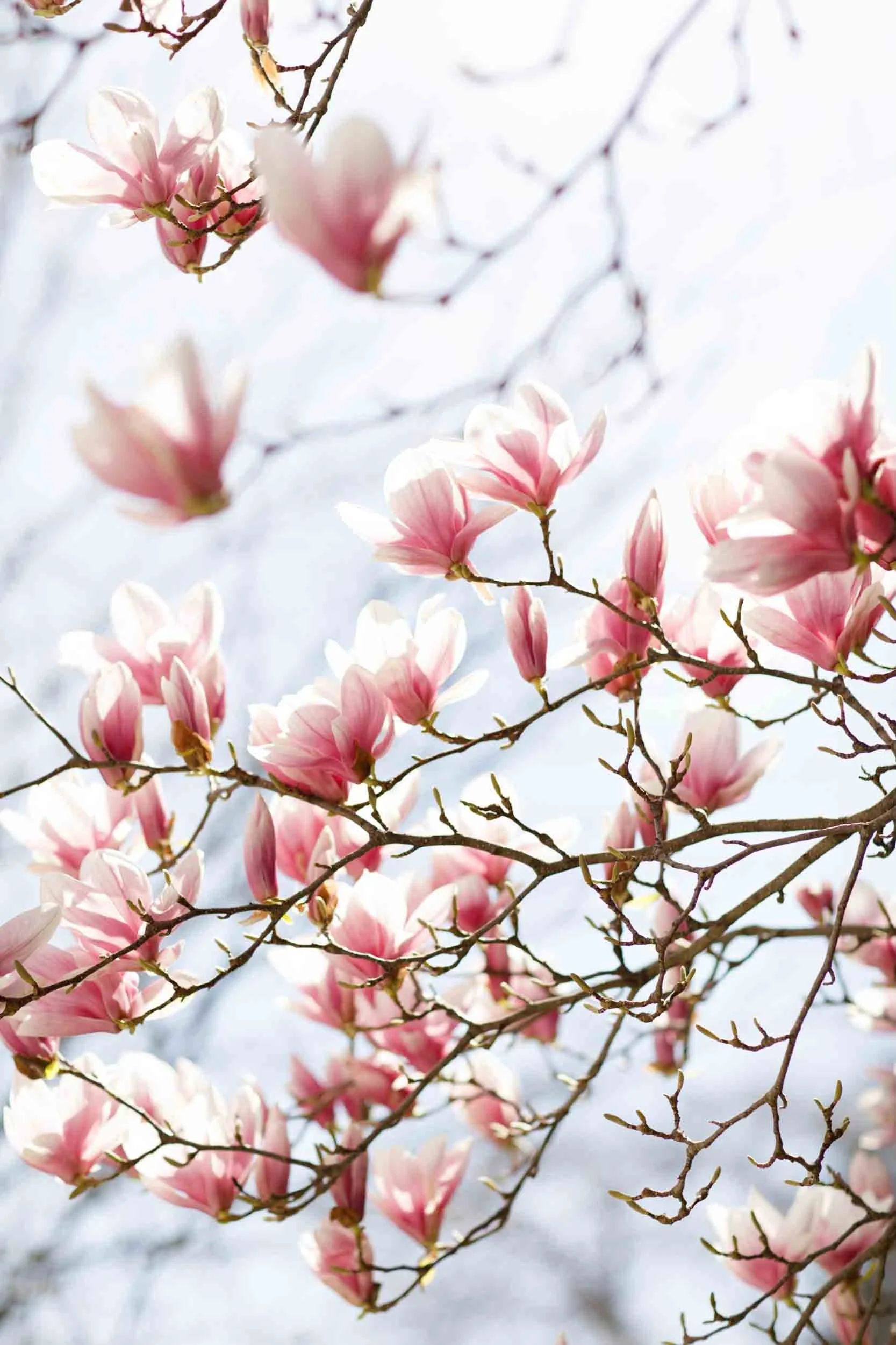 Cherry blossoms in bloom during a spring wedding in Niagara-on-the-Lake, Ontario (Copy)