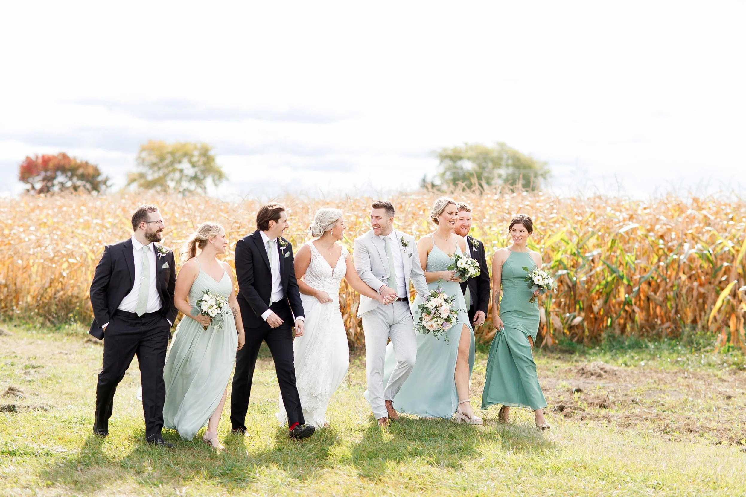 Wedding party walking beside cornfield at Sorella Farms in St. Catharines (Copy)
