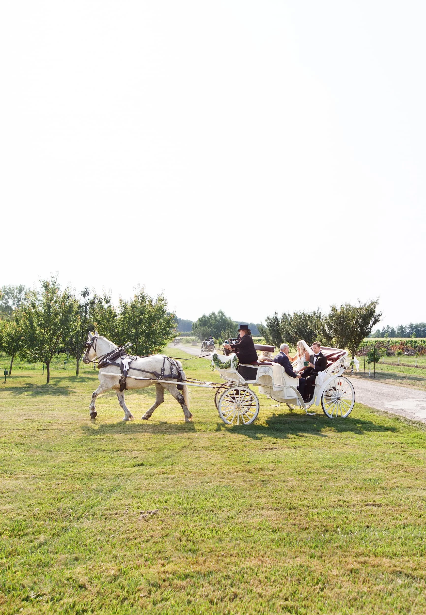 Horse and carriage portrait in vineyard fields at Kurtz Orchards