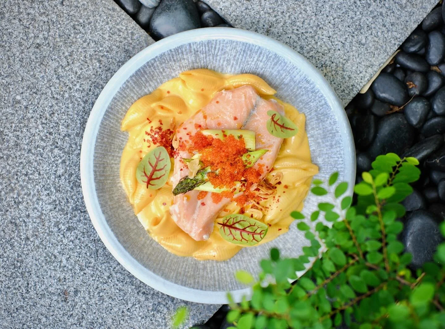 Comfort Mac &amp; Cheese, but make it a little fancy with some Salmon Confit 🙃