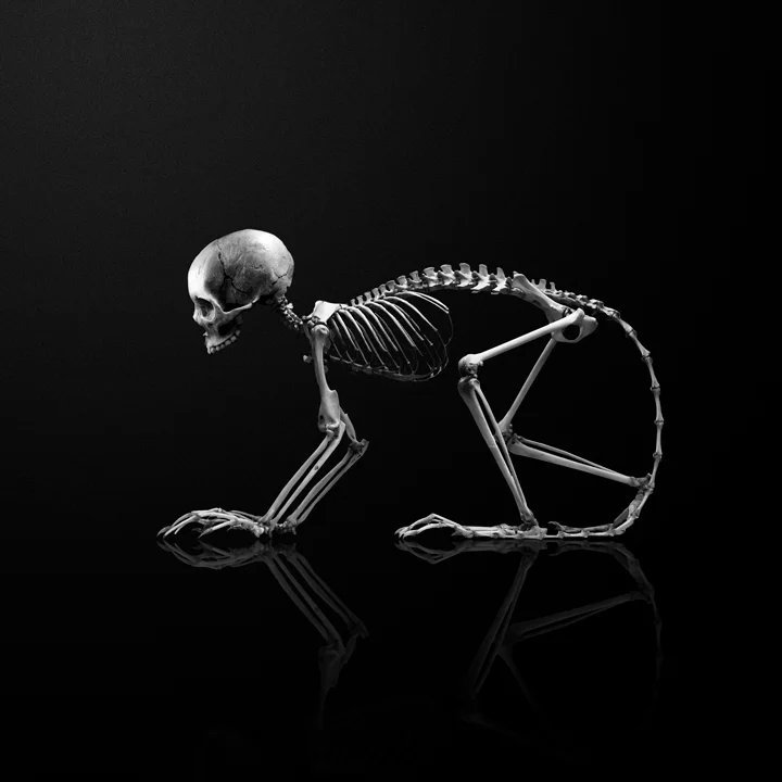 AP_Booklet_Bones.jpg