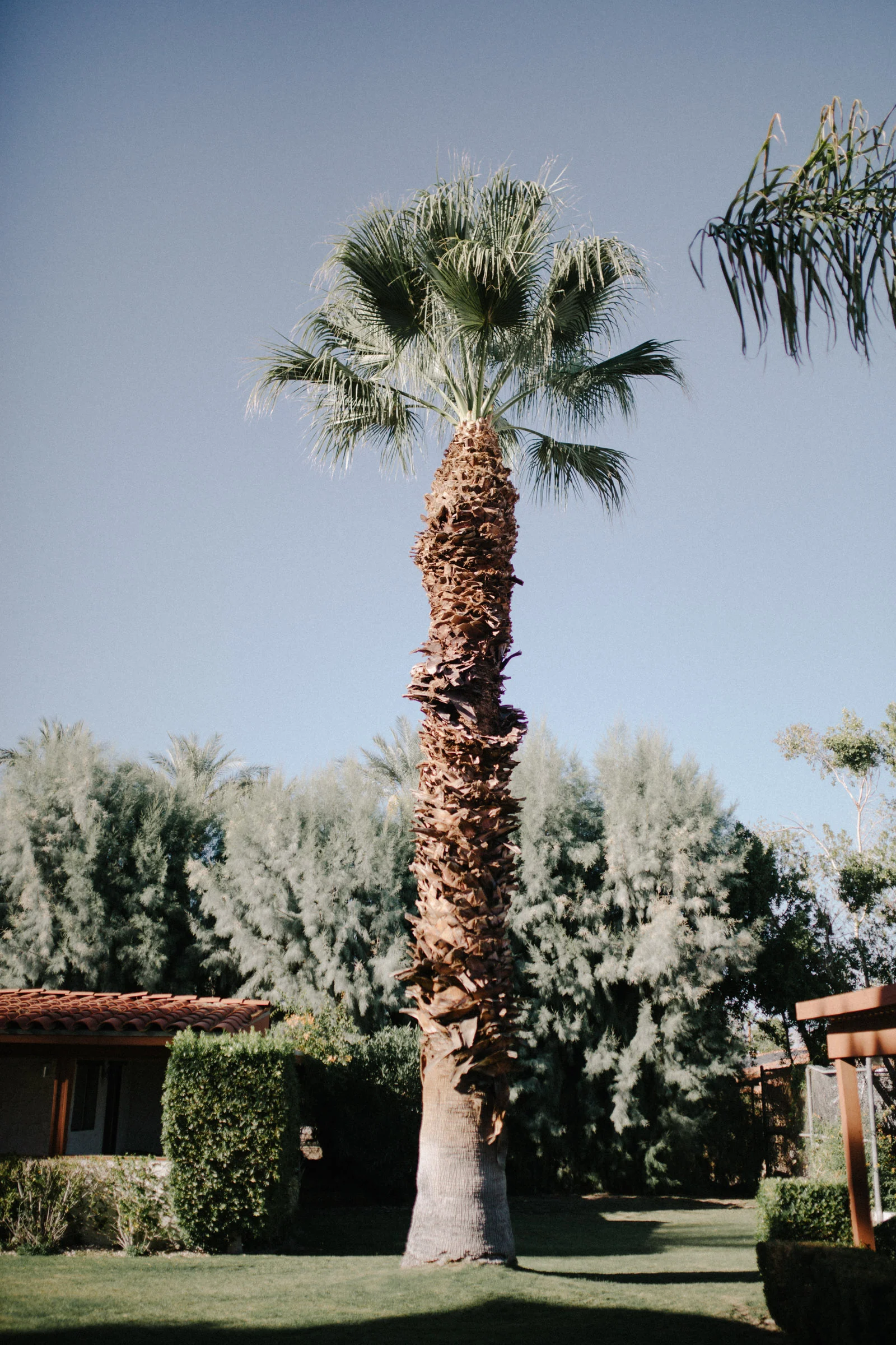Palm_Springs_CA_wedding_alex_maxwell-32.jpg