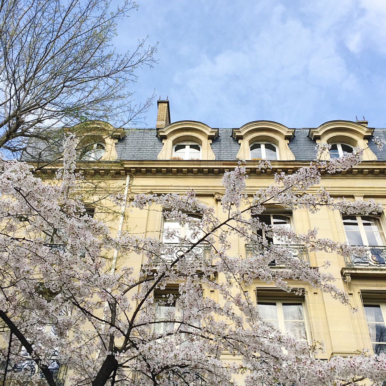Cherry blossom at Parc du Champ de Mars