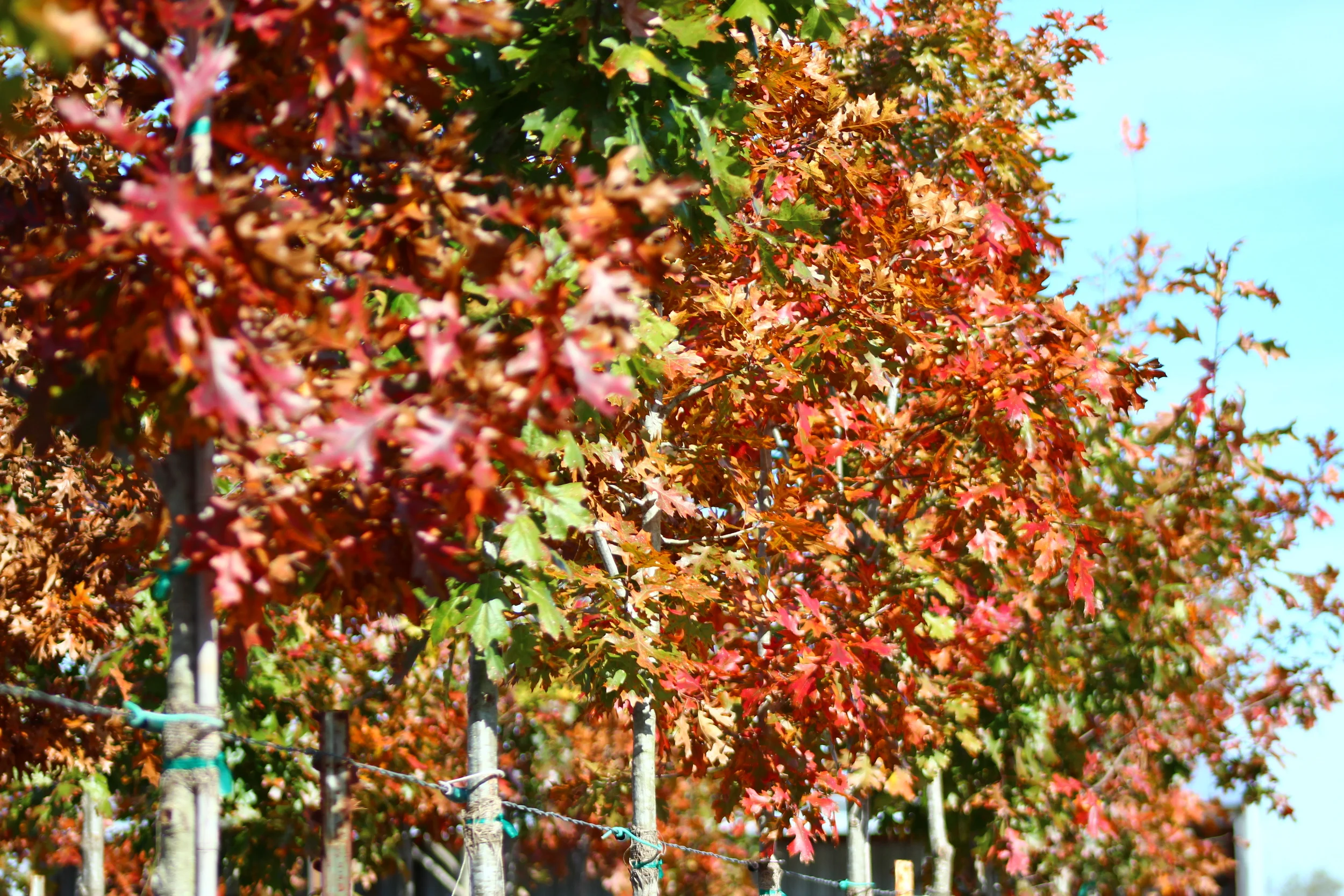 Red Oaks in Fall of 2015