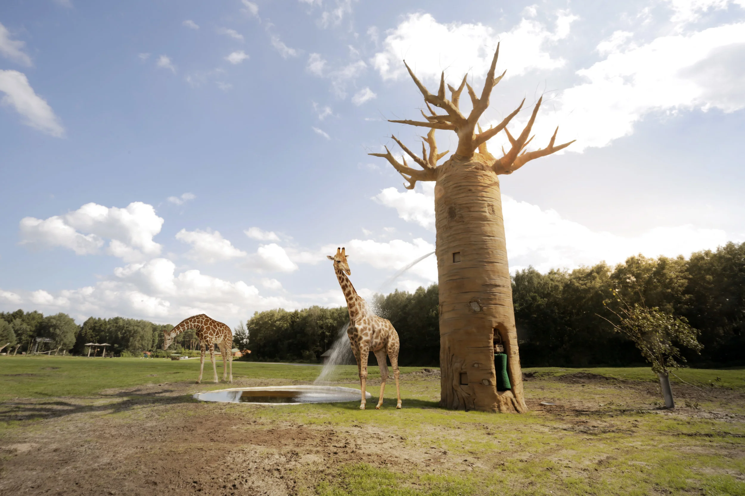 SERENGETI INTERACTIVE BAOBAB TREE <strong>| Interactive Safari experience with behavioral enrichment</strong>