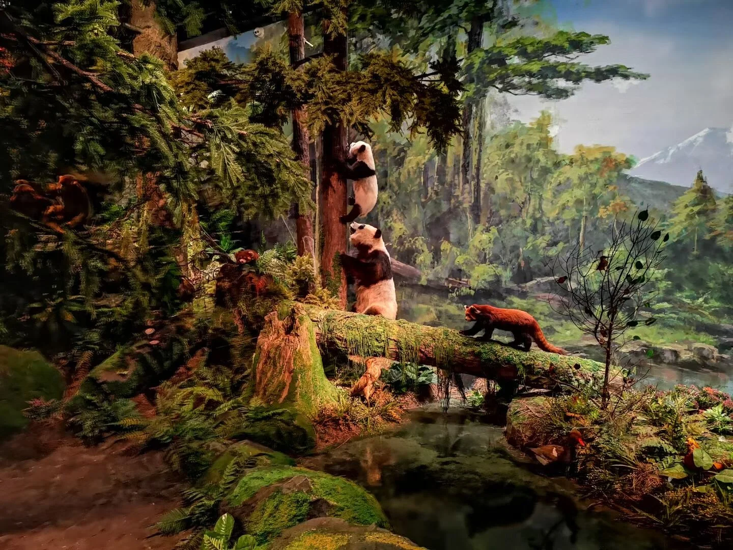 Chengdu Panda Museum is Open