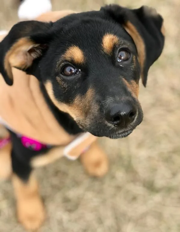 puppy.jpeg