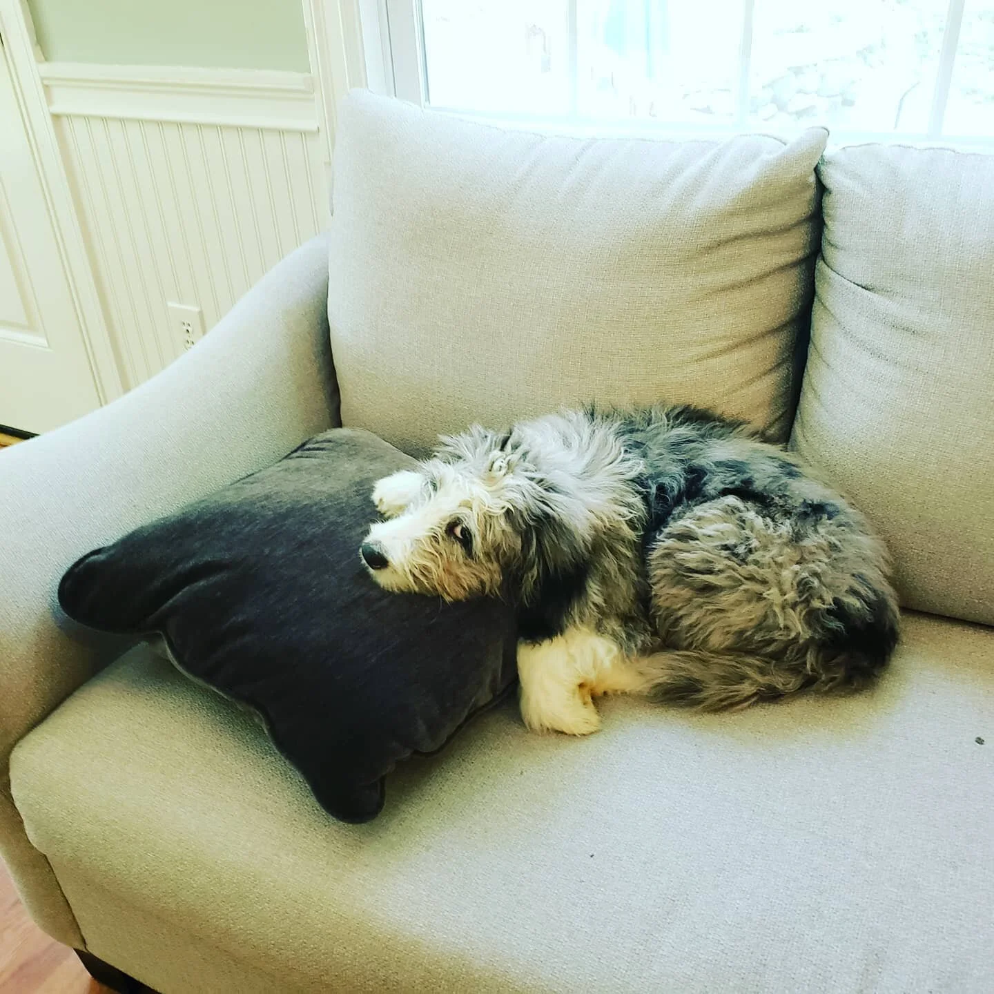 This week on #theadventuresofgriffin2e , our hero gets roused from a much needed power nap by his dad,  after an exhausting day of chasing super villain #BarabusTheBouncingBall
.
.
.
#aussiedoodle #GriffinTuohy #hesannoyedatme #nopicturesplease