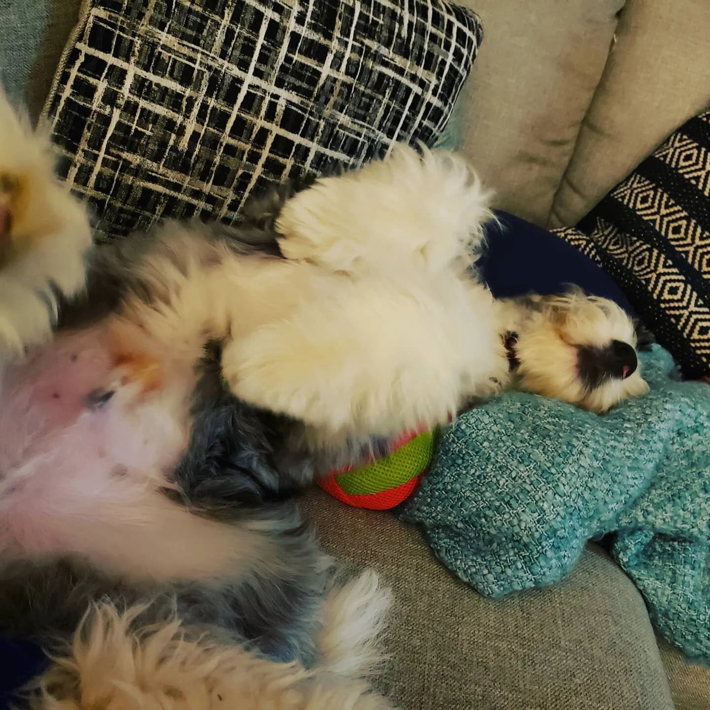 Must have been a tough day chewing toys and chasing frogs for the Griff. 
.
.
#aussiedoodle
#griffintuohy #sleepypup