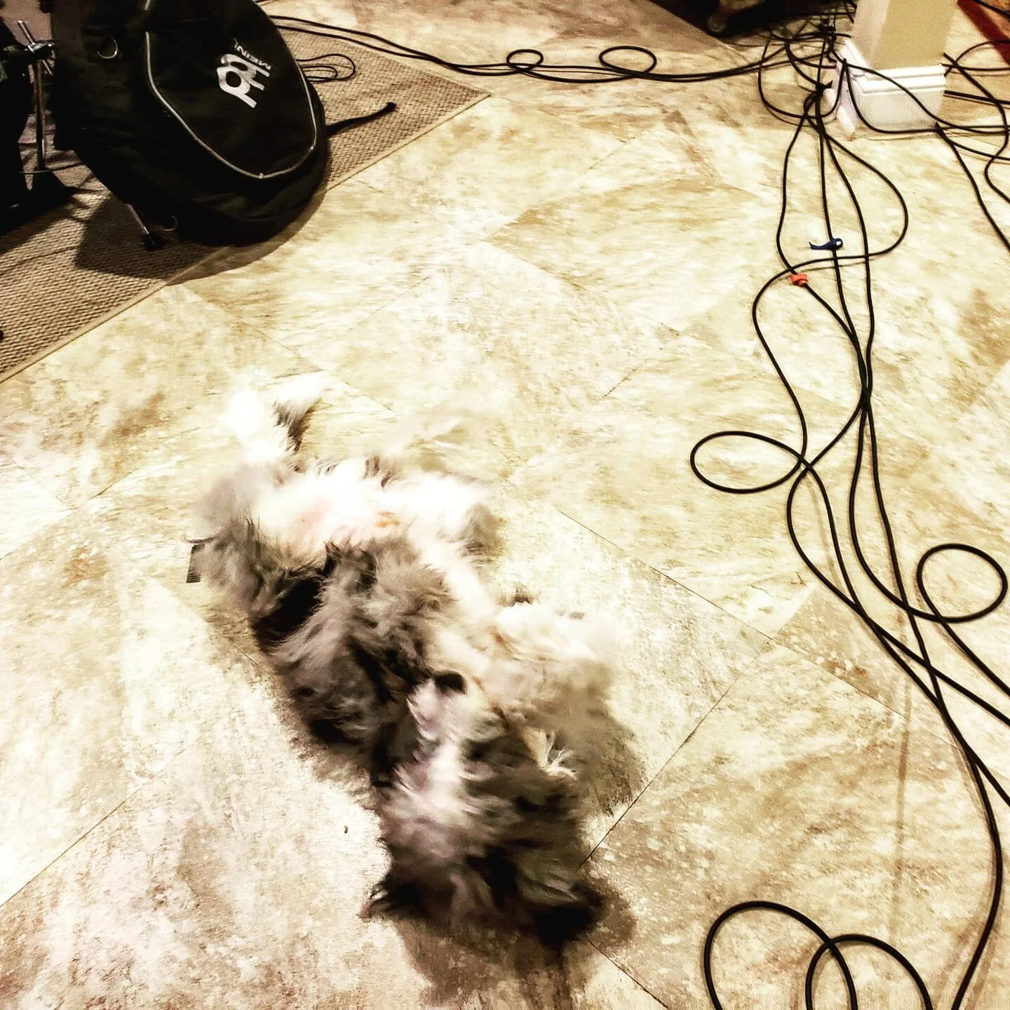 Just a pup hanging out with the @mmzofficial guys at rehearsal. #griffintuohy #shredsandbellyrubs #aussiedoodle