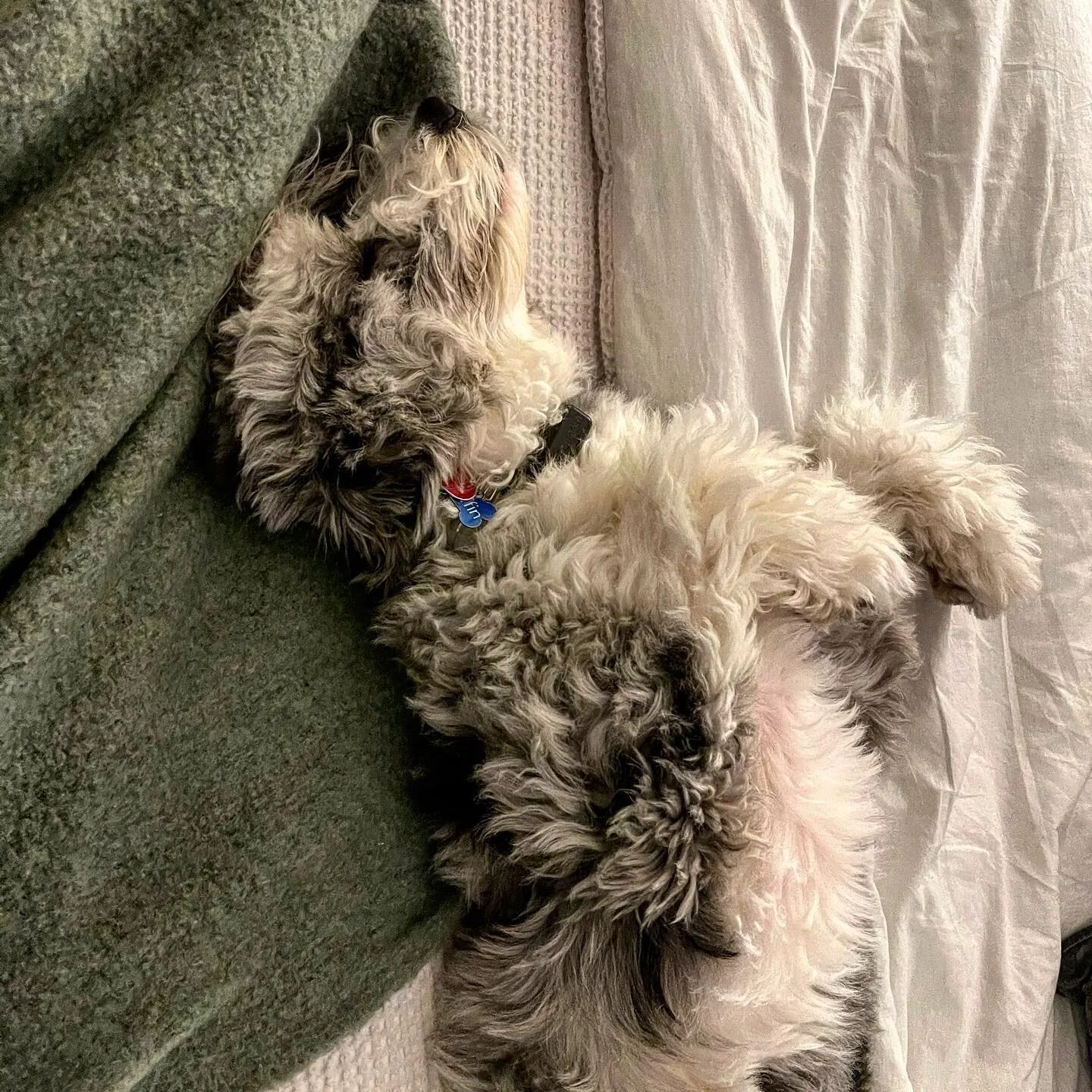 The holidays can really take their toll on a pup. #griffintuohy #aussiedoodle #yourewelcome #hesback