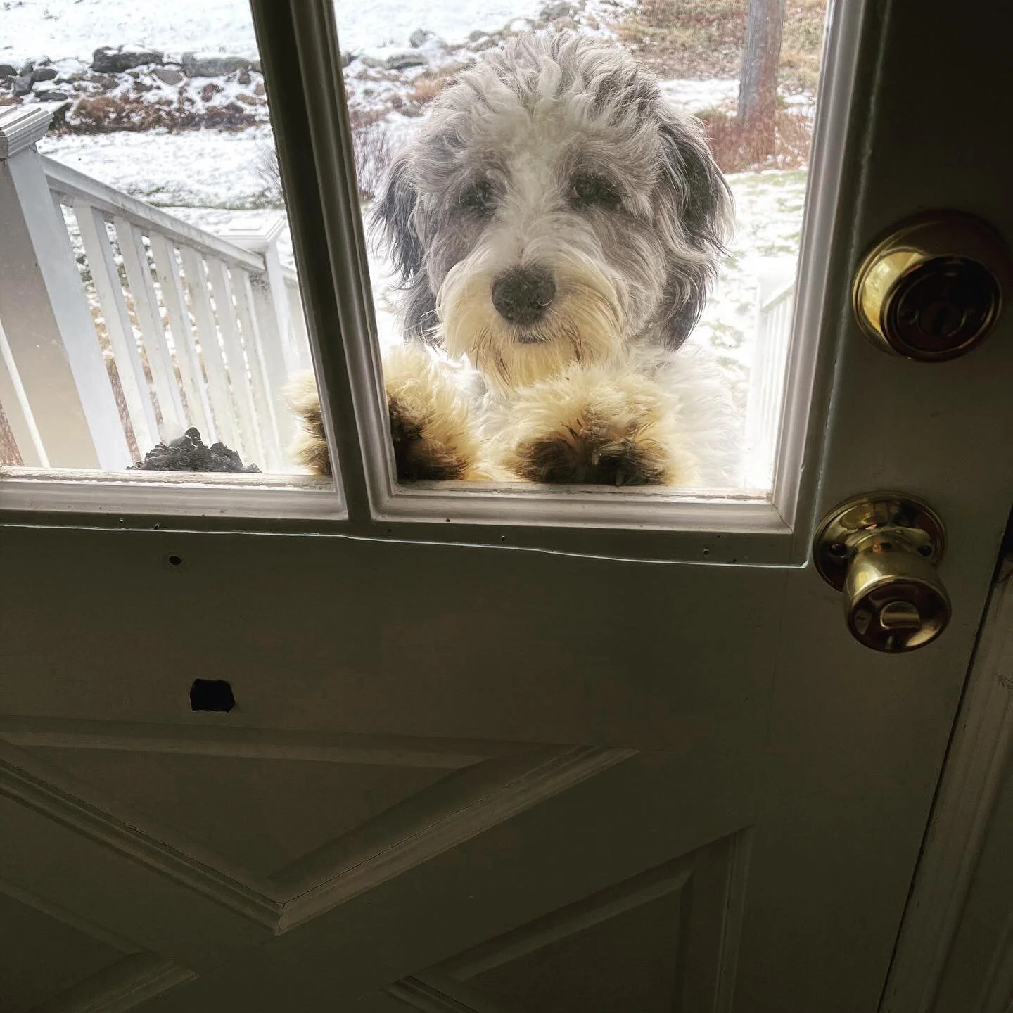 &ldquo;Avon calling!&rdquo; 

Thanks @that1theaterchick for the hilarious caption
.
#griffintuohy #aussiedoodle #yesimobsessed