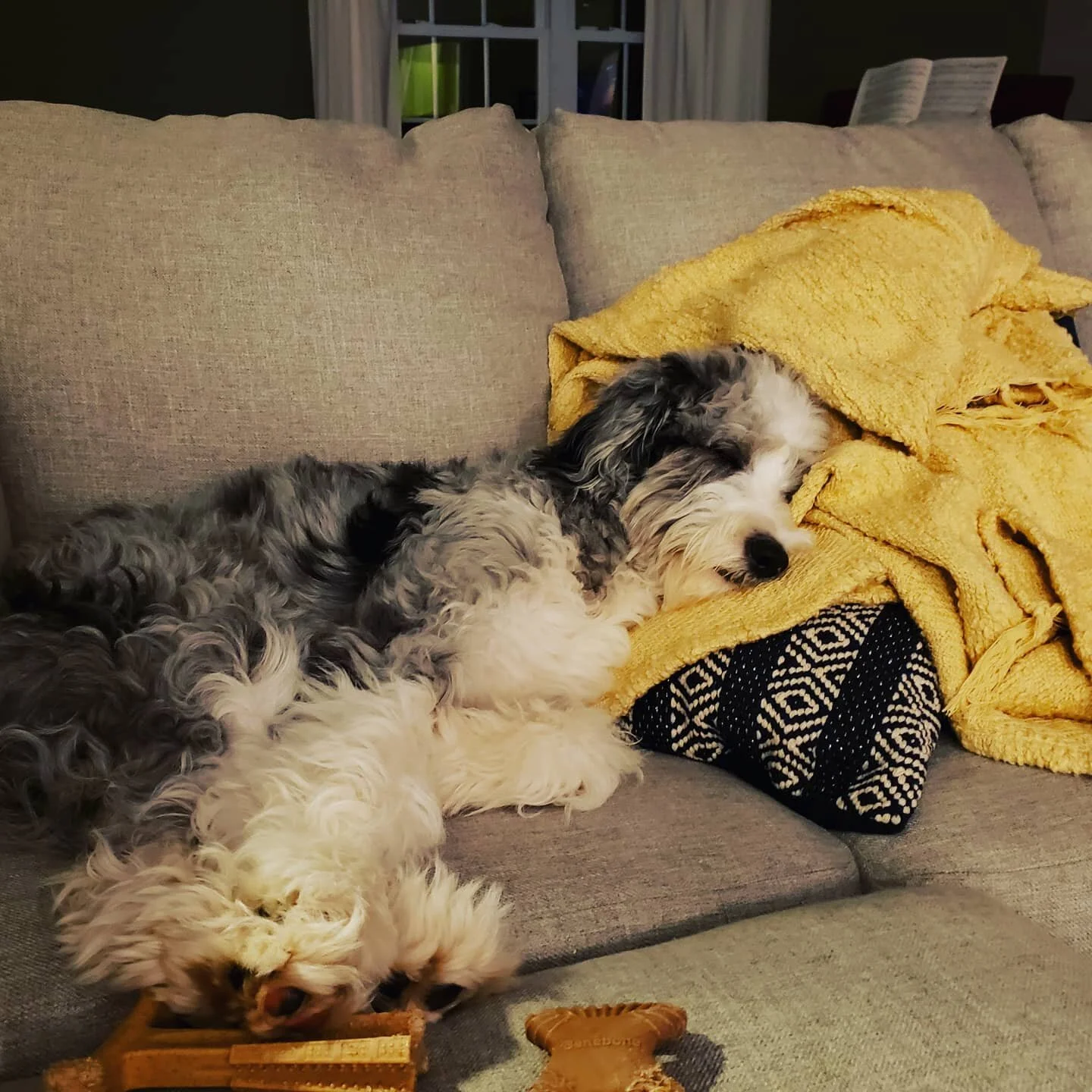 Now that's one tired pup. And spoiled. 
#aussiedoodle #GriffinTuohy #adogslifeisahardlife #isthatpillowcomfy