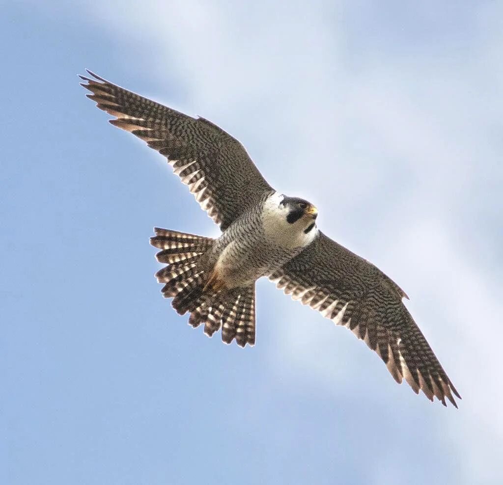 Heart stopping shot of Mollie-Mae, the pneumatic Peregrine,as she patrols above her fledgling on St Albans Abbey. What a bird!

#wonderfulnature #peregrine #stalbans
#nature_perfection #pocket_allnature #britishnature  #britishbirds #birdwatchmagazin