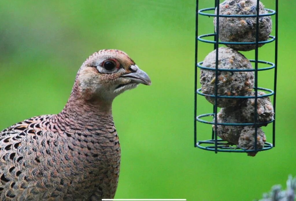 Spare a thought for our garden birds in this heatwave. I&rsquo;m treating my pheasants to some macrobiotic vegan protein spheres to boost their immune systems and help them hydrate more efficiently. Hang them low off bushes in the cradles used for fa