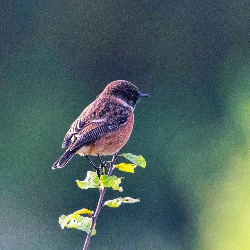 Pensive drake Stonechat from my Scrubs archive. Such a privilege to find these beautifully marked birds on my patch

#wonderfulnature #stonechat
#nature_perfection #pocket_allnature #britishnature  #britishbirds #birdwatchmagazine  #rspb_love_nature 