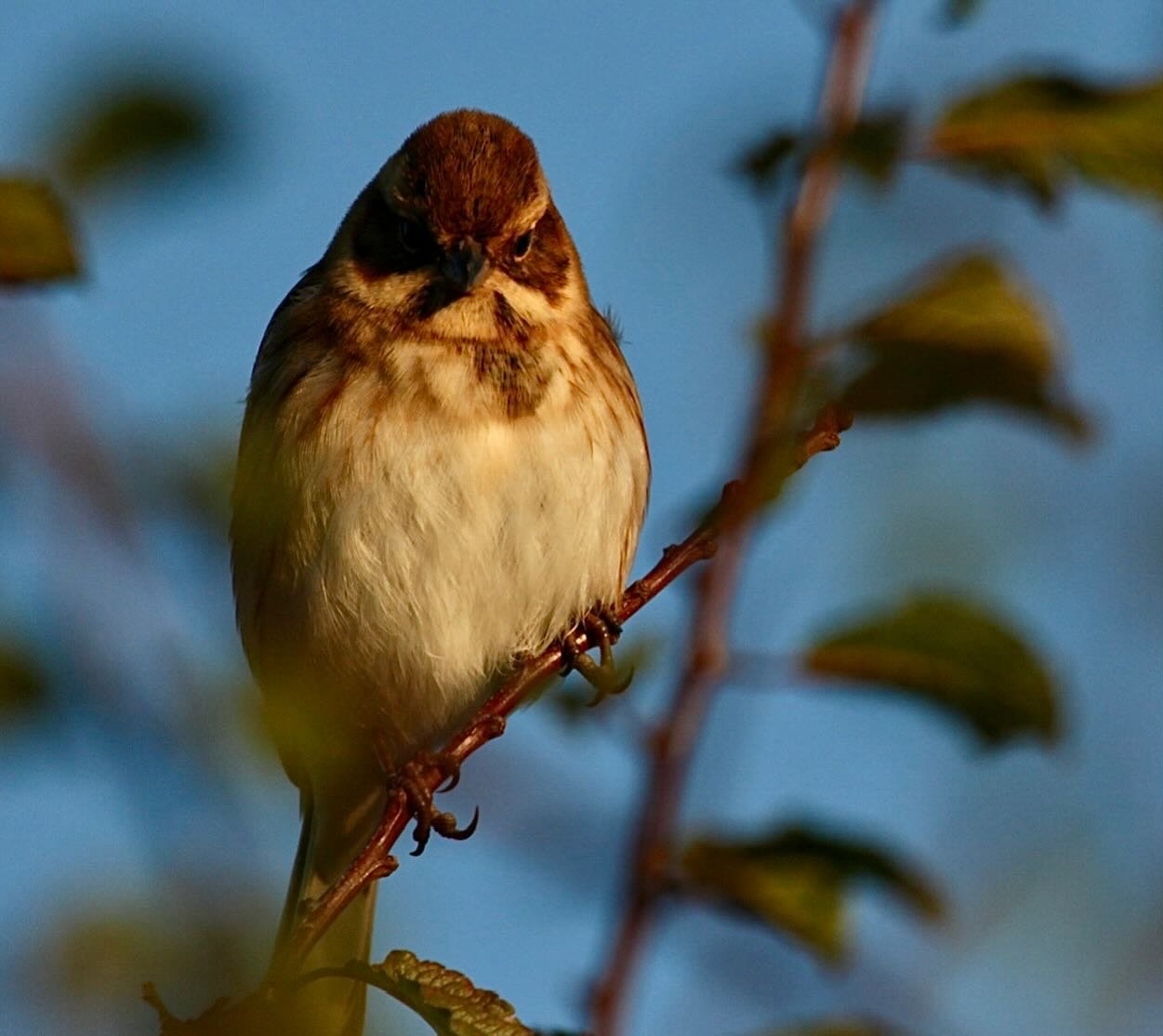 Hen Reed Bunting bathing in the last of yesterday&rsquo;s Beaver Moon. Beaver Moons happen four times a year. Female Reed Buntings are drawn to them as their menstrual cycles operate on the &lsquo;Cycladian&rsquo; timetable which ensures an intimate 