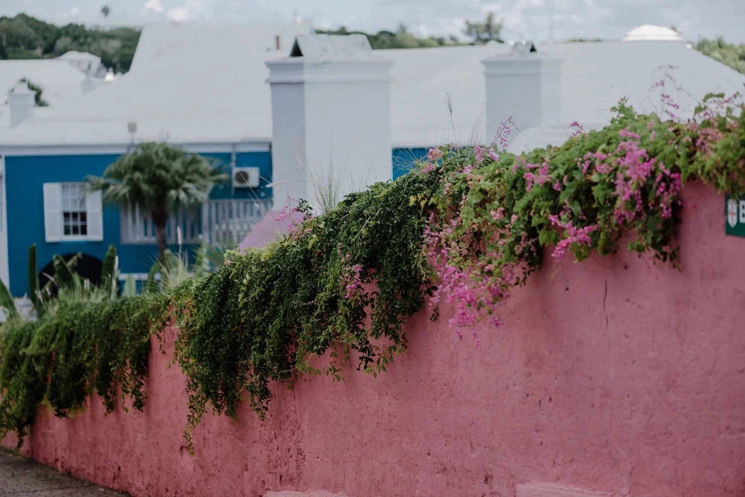 bermuda-8548.jpg