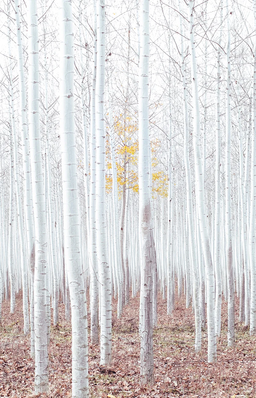 noel-dong-fall-remnant-fujifeed-prints-preview.jpg