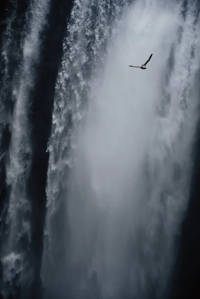 Birds of Skogafoss I think they have the best view of the waterfall from right down in the falls.