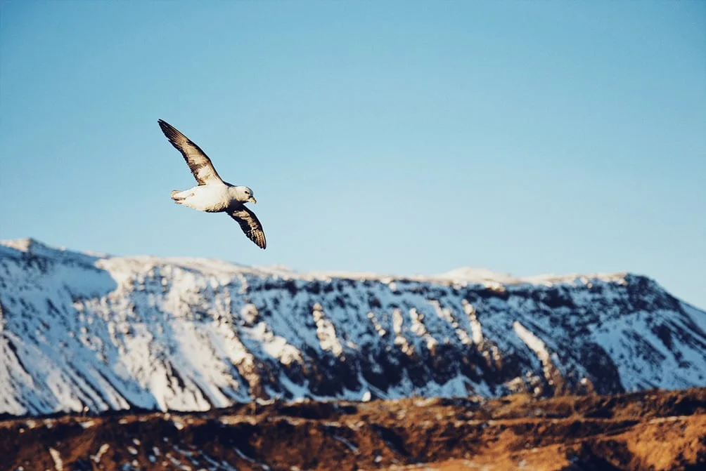 Arnarstapi Plenty of gulls swooping around the cliffs near one of Iceland's most famous houses.