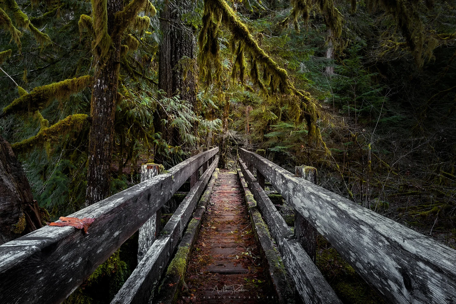 The old wooden bridge and the rain forest, Olympic National Park.