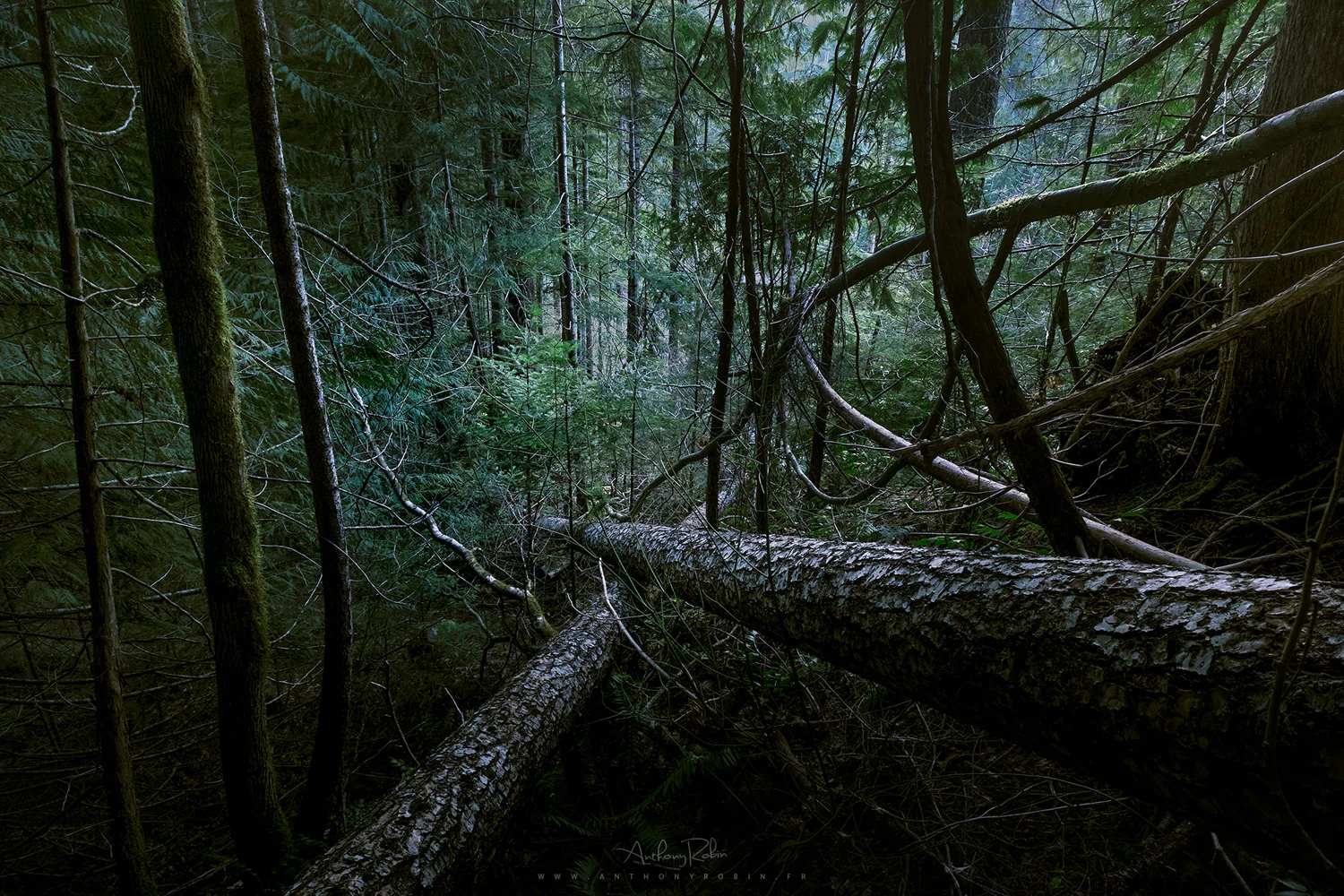 Green mess, Olympic Peninsula.