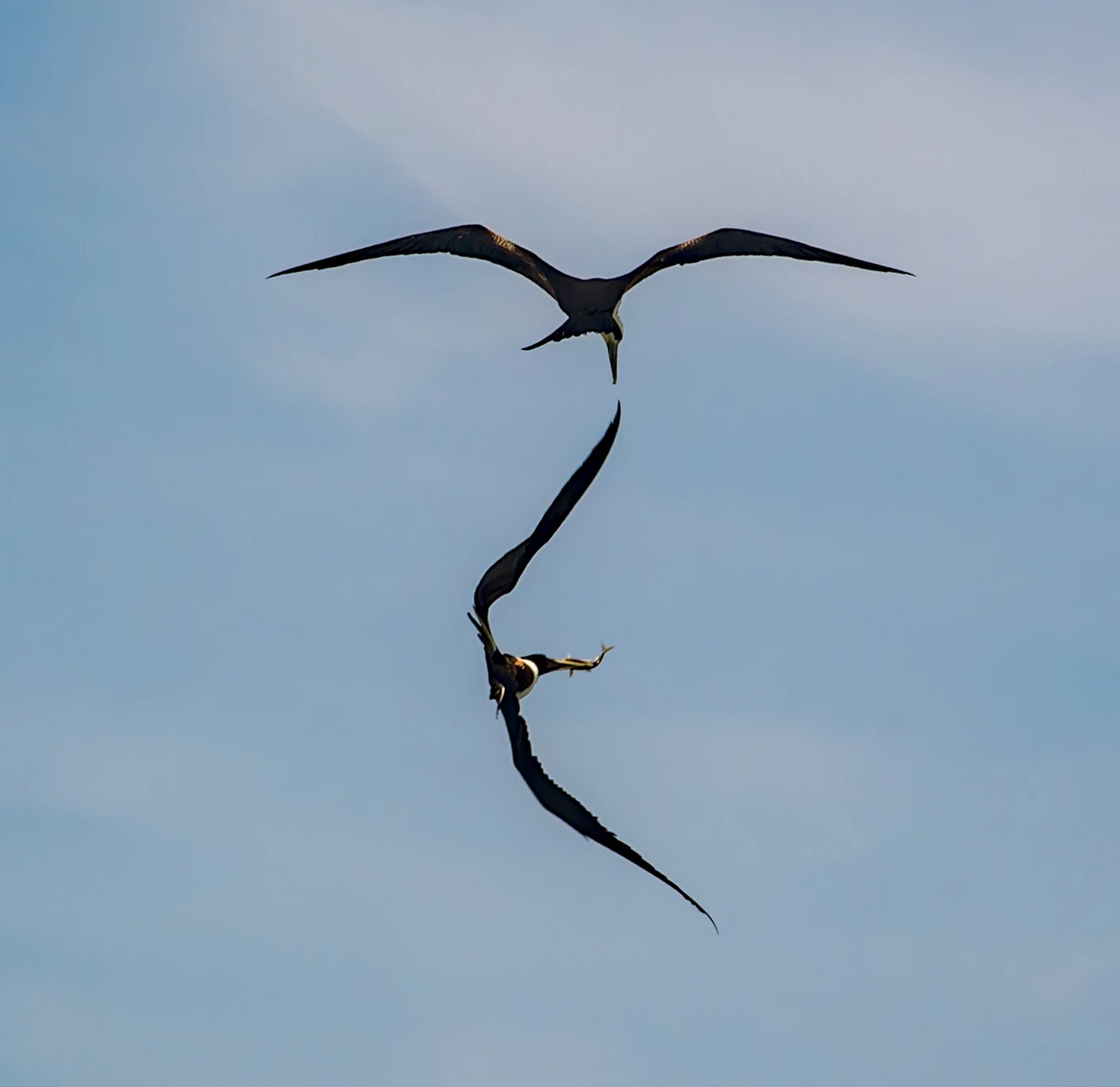 Two birds w fish JGP web.jpg