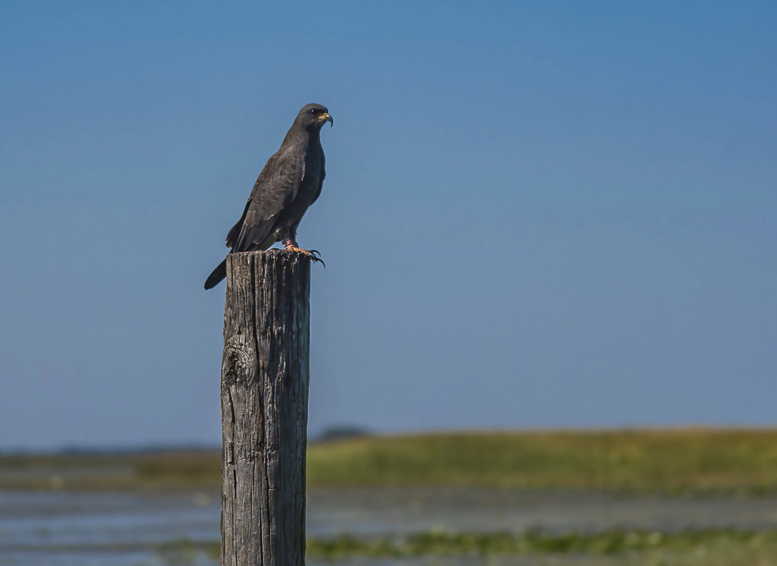 Bird on post web.jpg