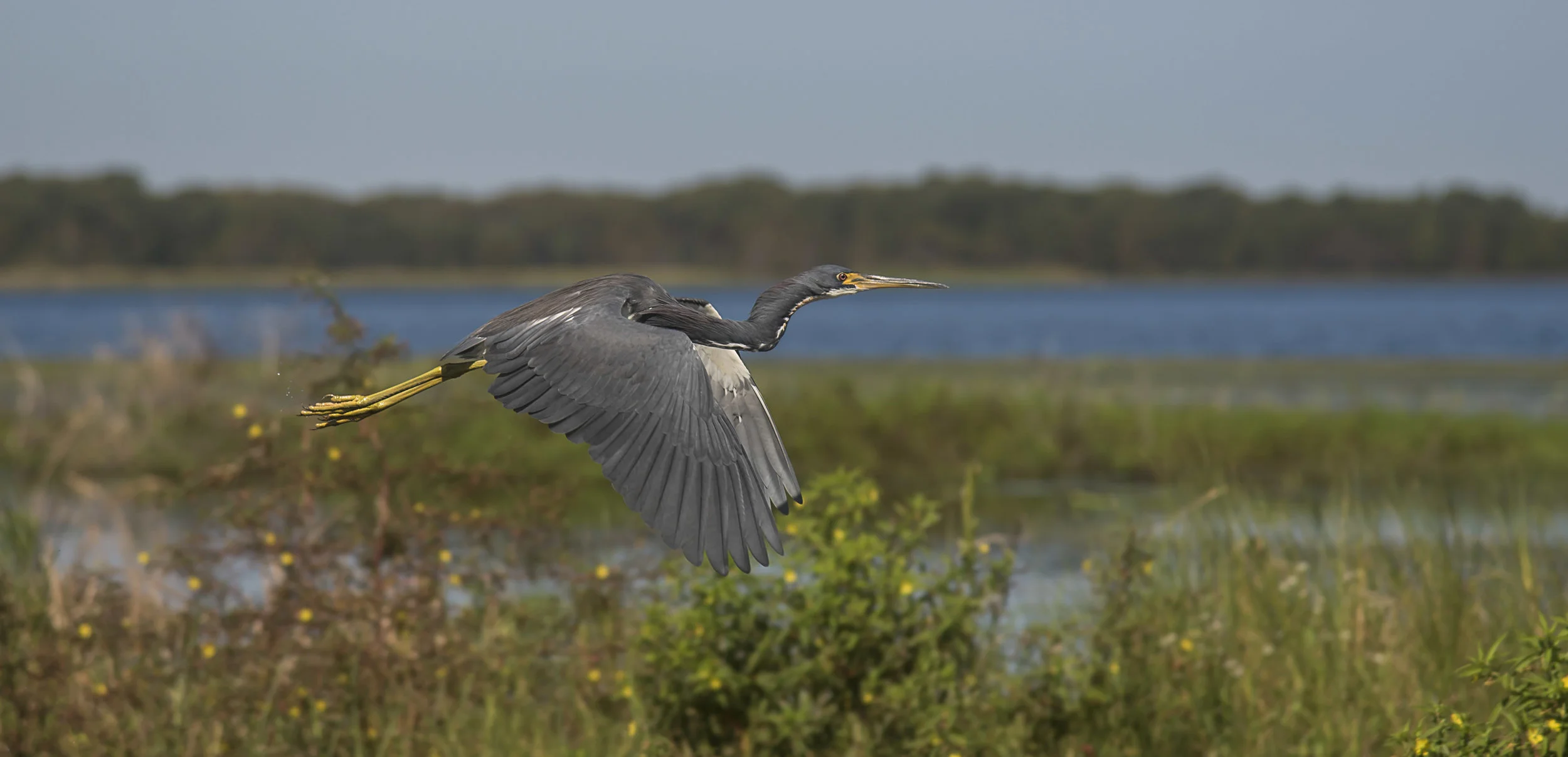 Grey bird flight web.jpg