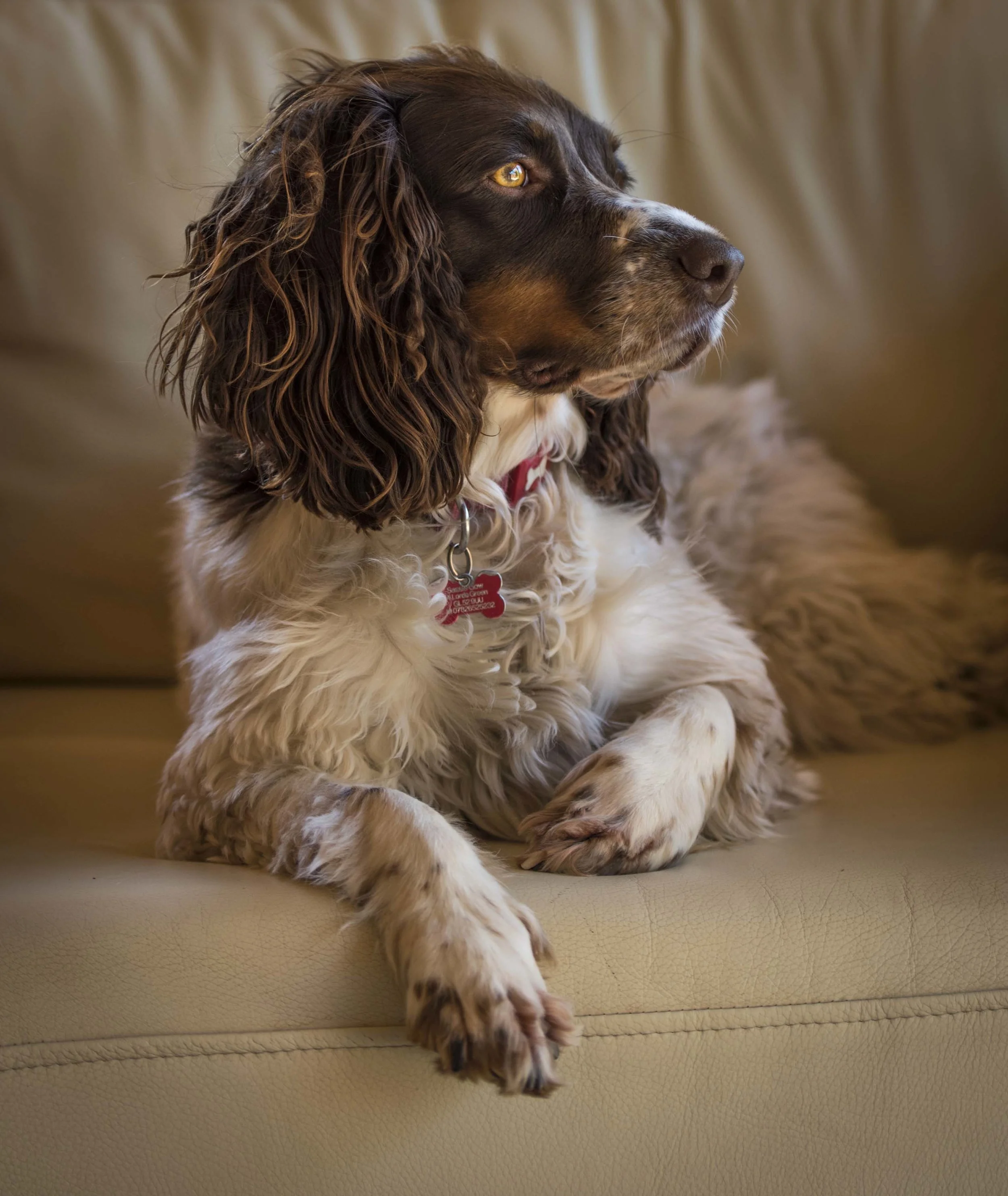 JGP site Pets-24 web.jpg