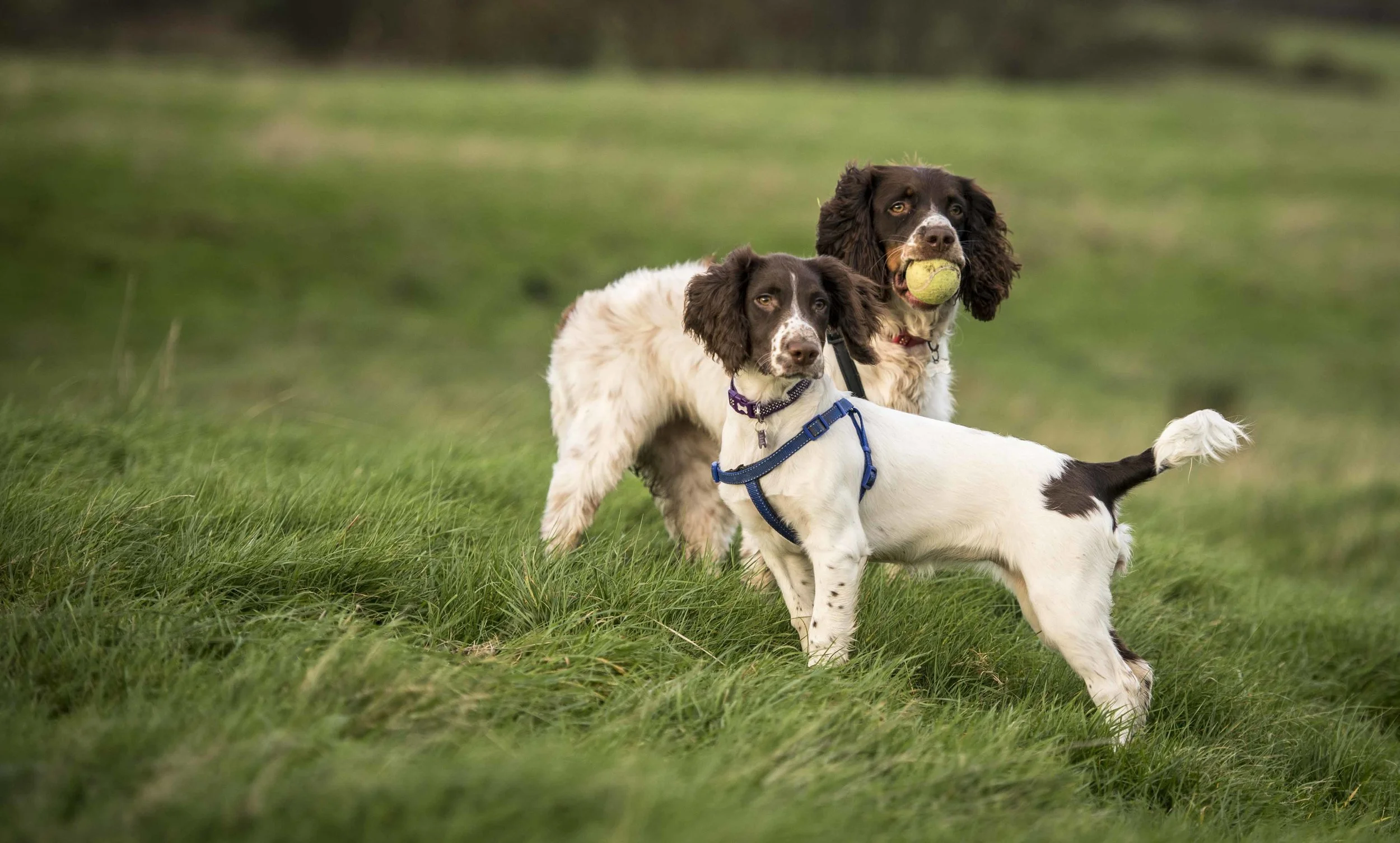 Lulu and Sassie web.jpg