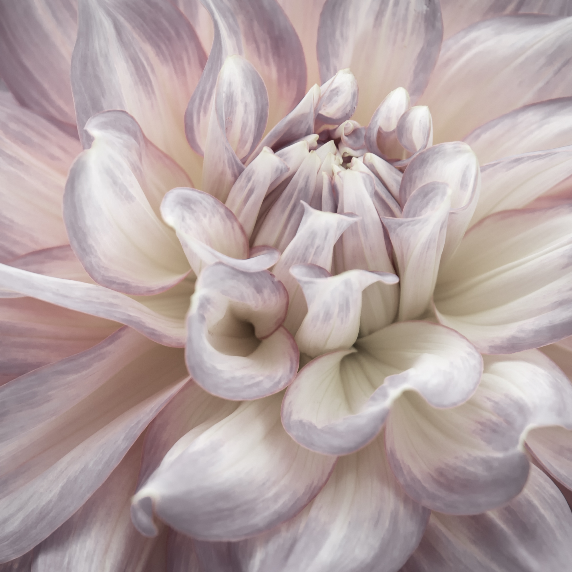 Living with Art // The Beauty of May Flowers — Romanoff Elements