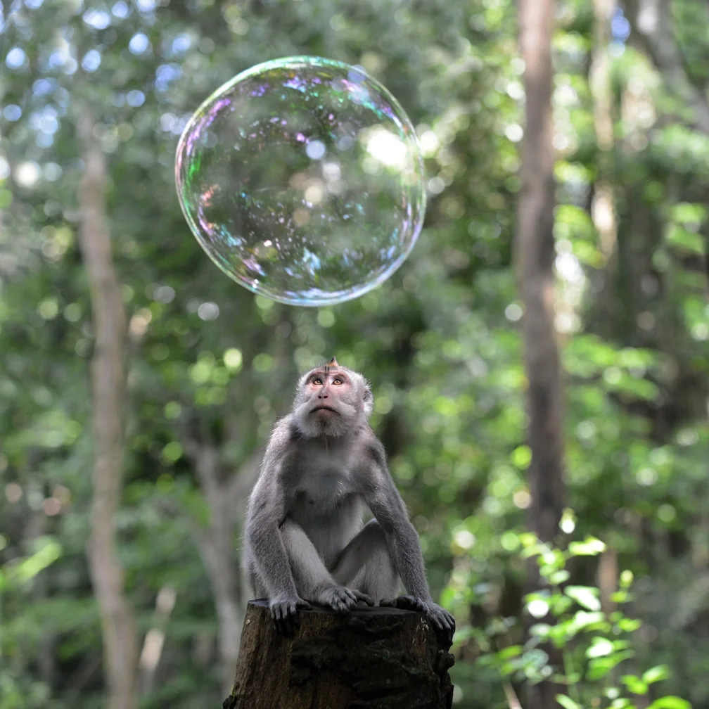 Monkey and Bubble , Monkey Forest, Ubud, Bali, by Kit Kittle Photography