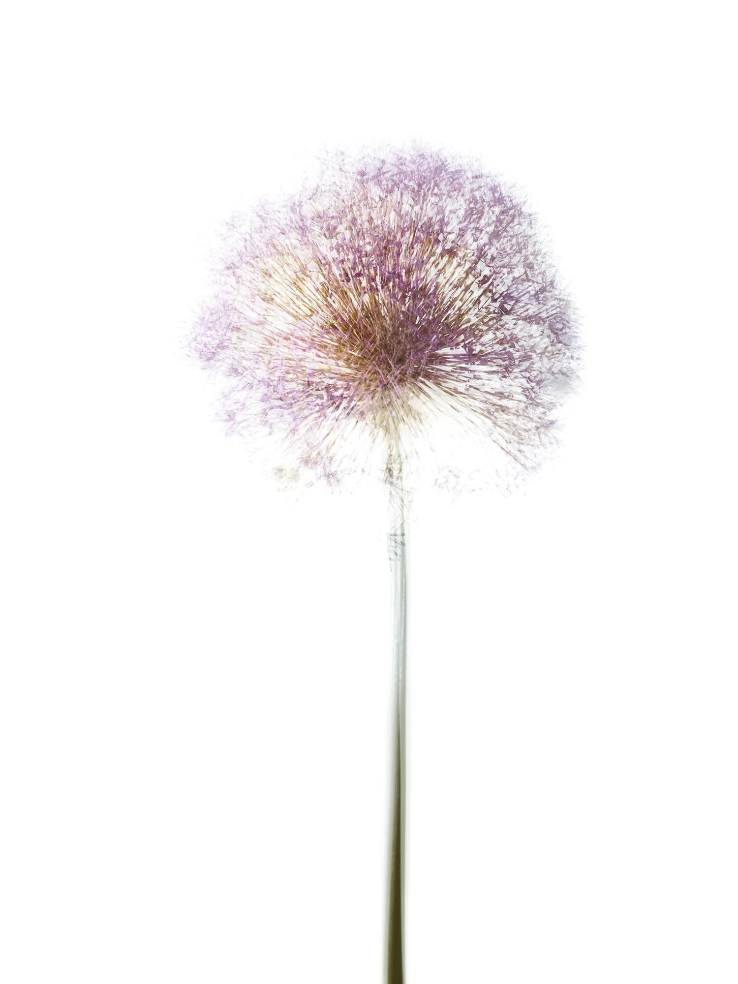 Botanical No. 8 , by Shelli Breidenbach Photography