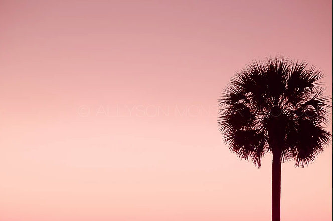 GOLD FEATHERS, by Allyson Monson Photography