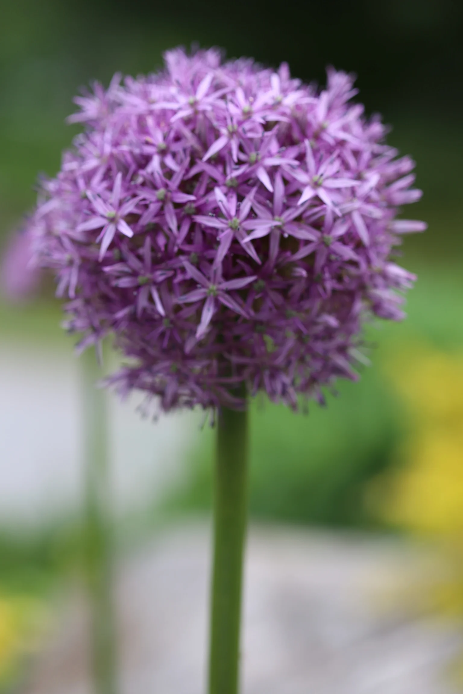 Grape