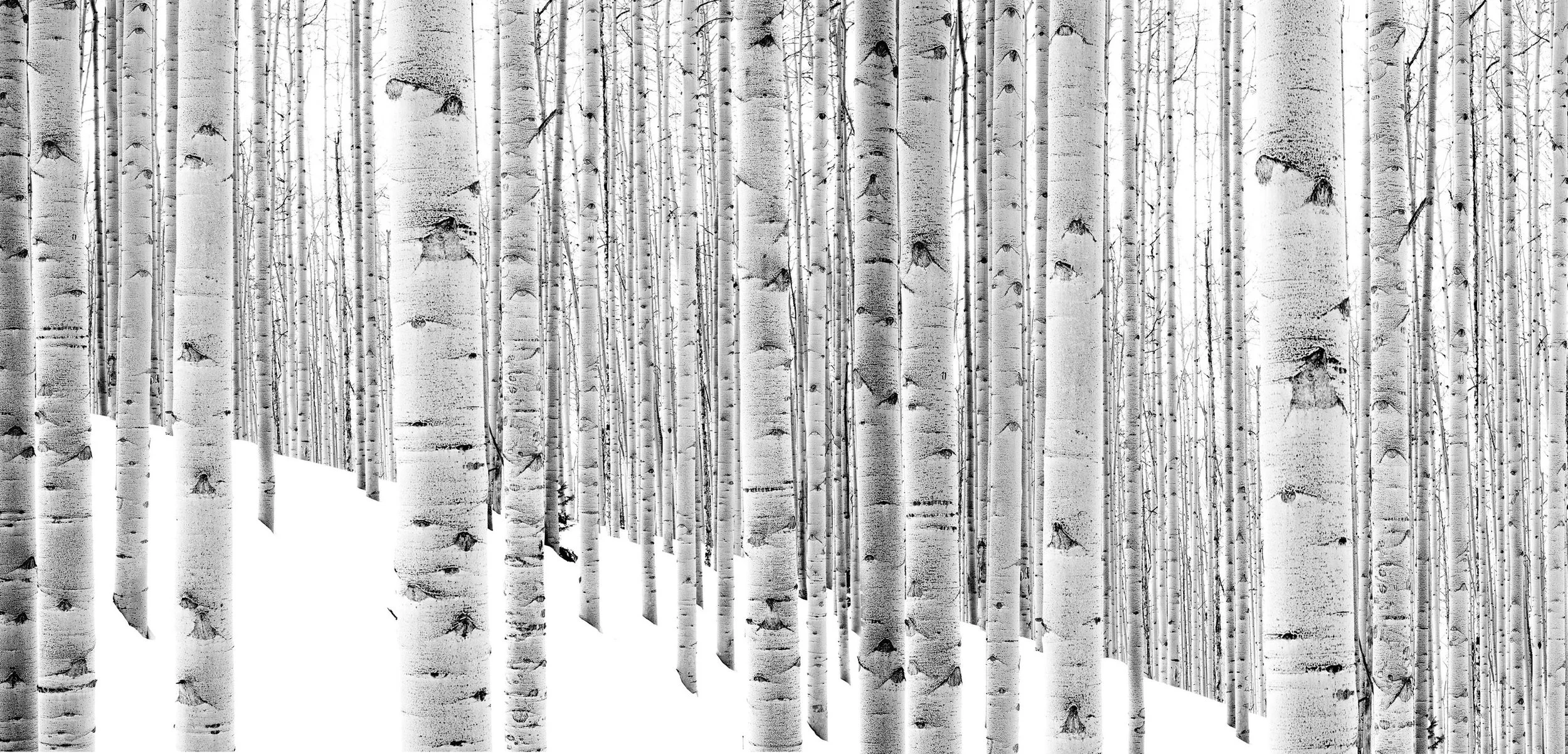 Endless Forest, by Shelli Breidenbach