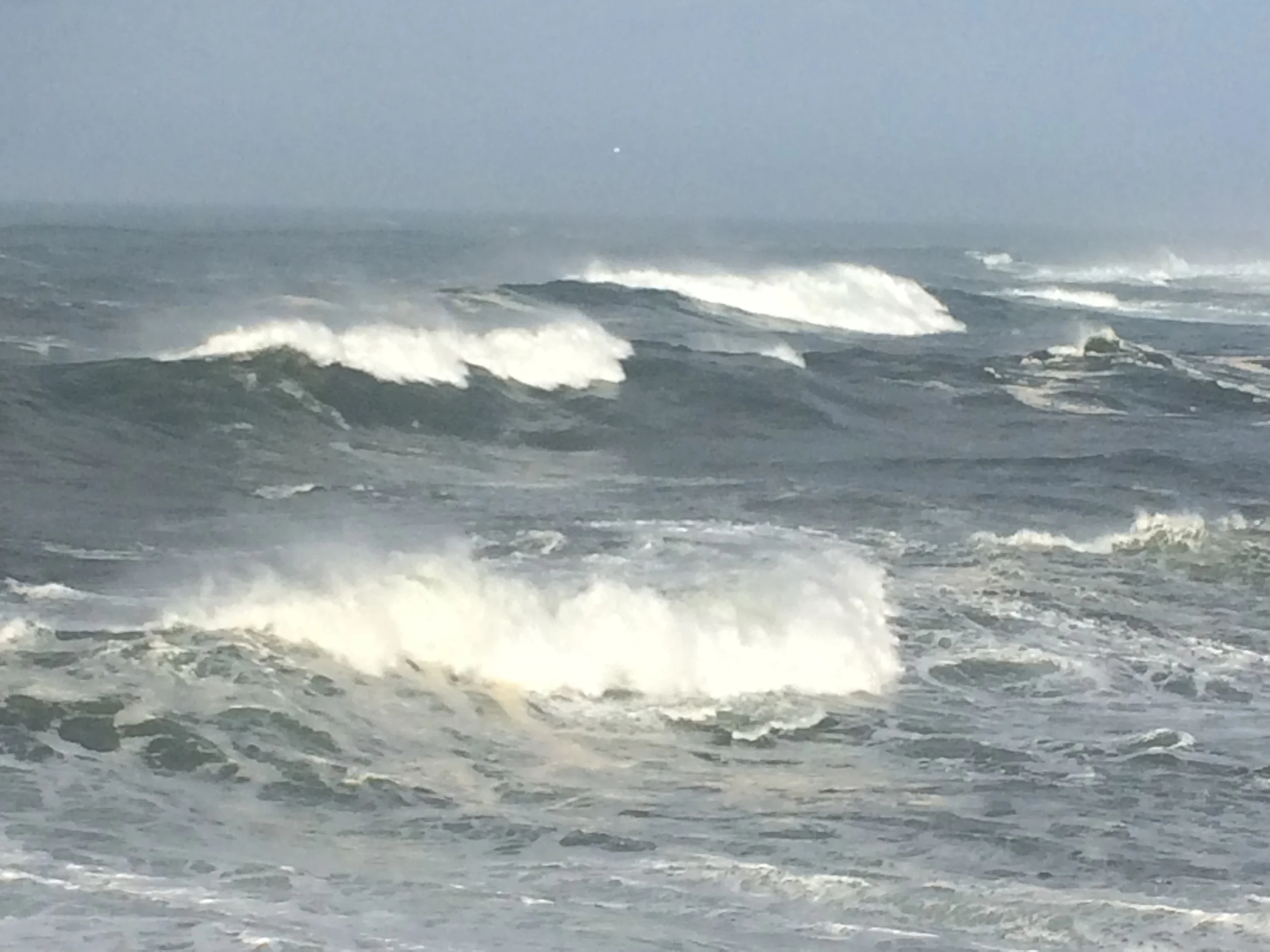 Black Cod Fishing is open as of January 1st, 2016!