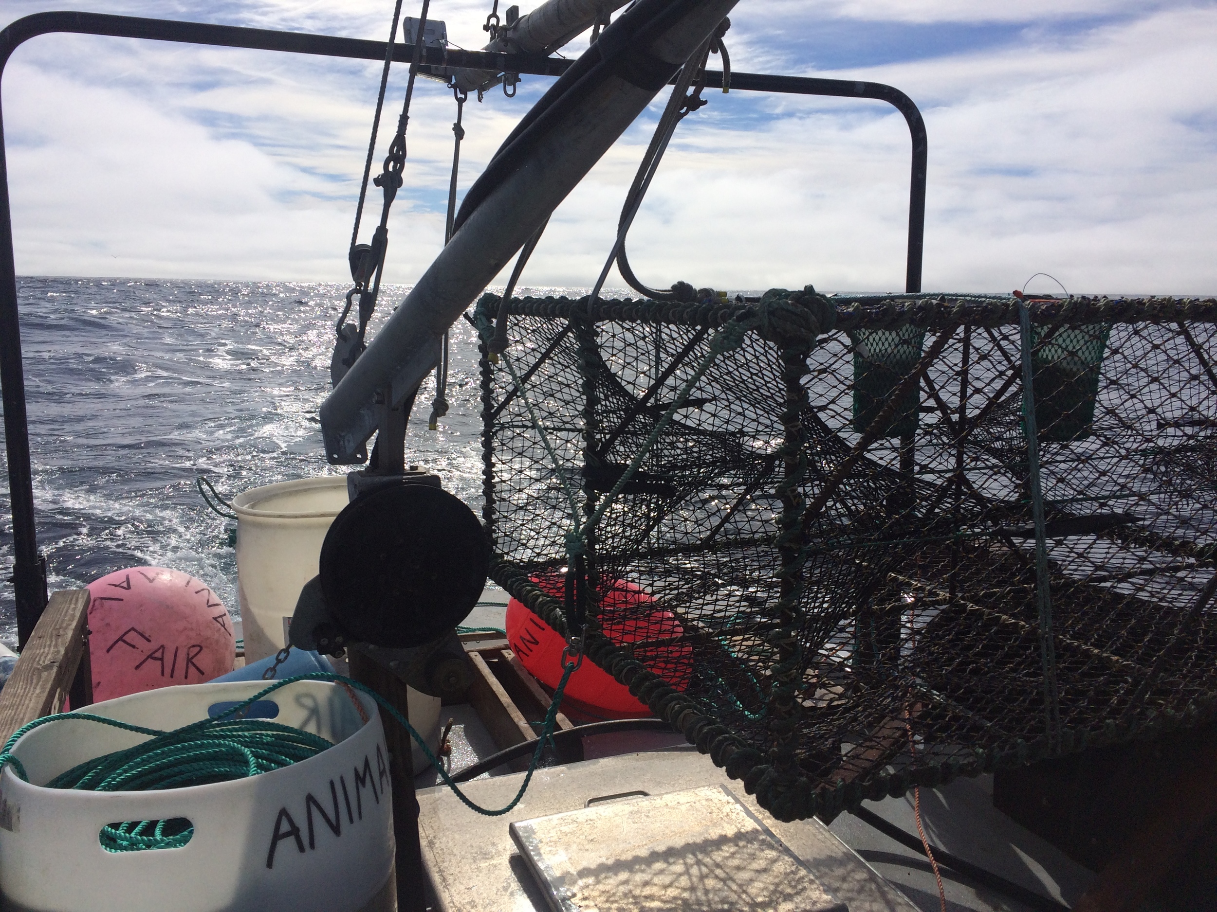  Setting a Black Cod Trap Offshore
